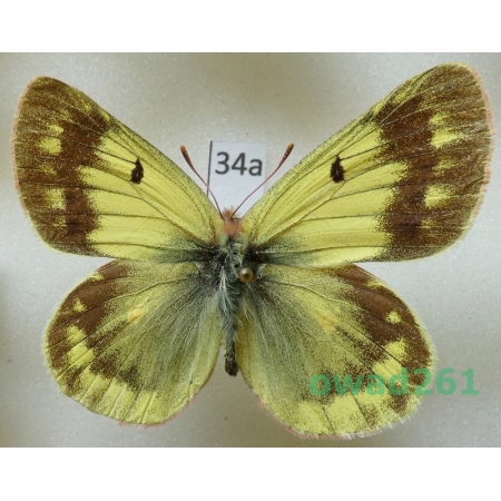 Colias berylla Fawcett, 1904 male China34a